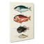 East Indies Fish Illustrations Fol. 17 by Oliver Goldsmith - Wrapped Canvas-55342383