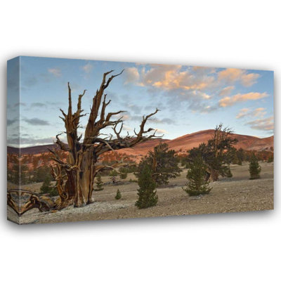 Paulson, Don Gallery Wrapped Canvas California, Inyo NF Bristlecone Pine Forest (66_US05 BJA0691)