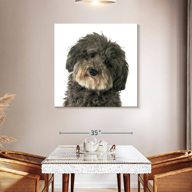 Bramly Molly le chien