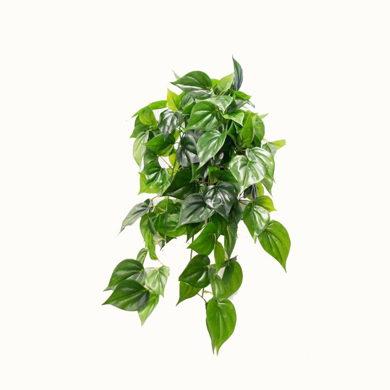 Plante de feuillage à pothos unique dans un panier