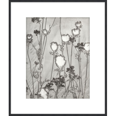 Lucent Botanicals 1 Framed Print