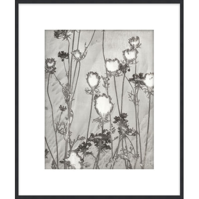 Lucent Botanicals 1 Print by Darrell Kincer