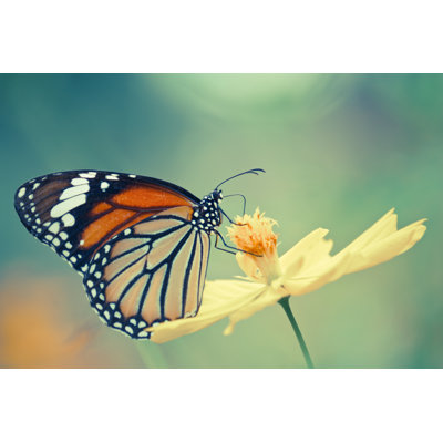 Mailand Monarch Butterfly - Wrapped Canvas Print