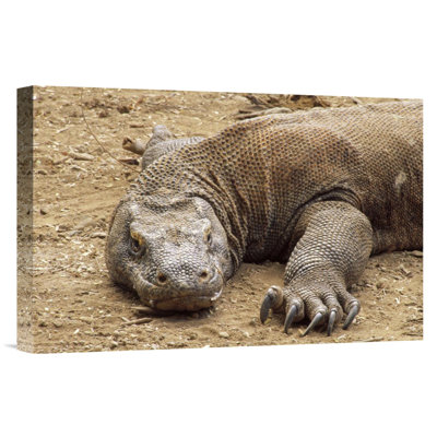 " Komodo Dragon Male Basking, Komodo NP, Komodo Island, Indonesia "