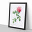 Seven Sisters Roses in Pink by Pierre-Joseph Redoute - Picture Frame Painting Print-55618972-55618969