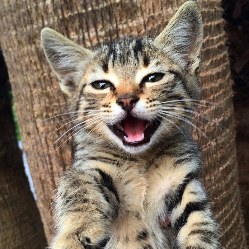 " Shouting Kitten " by Serpilguler, 36" H x 36" W x 1.25" D