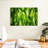 Harnek Backlit Green Leaves-107720137