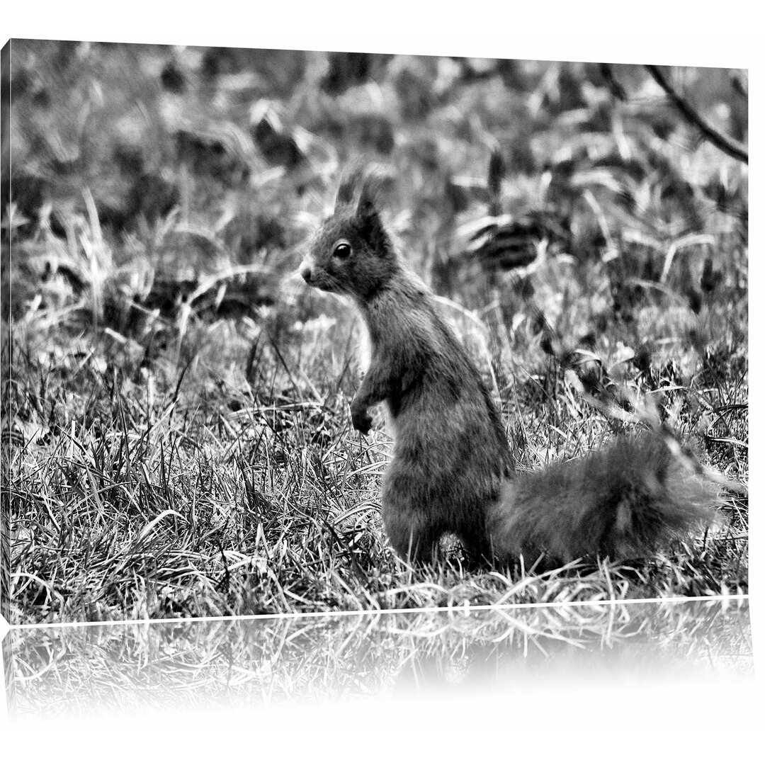 Leinwandbild Kleines Eichhörnchen auf Waldboden in Monochrom