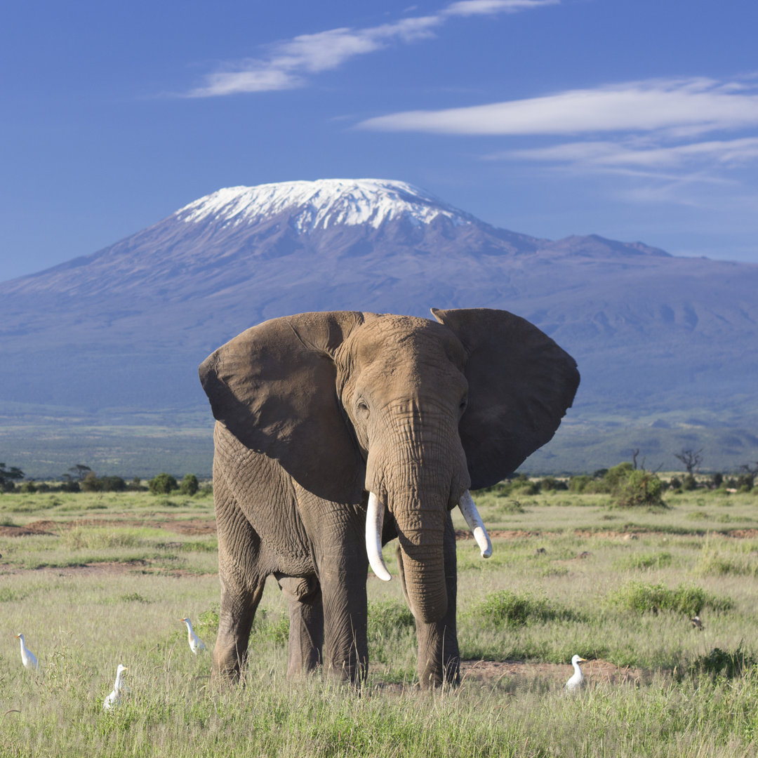 Elefant und Kilimandscharo von WLDavies - Drucken