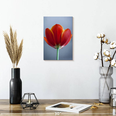 Tulipe rouge Harnek