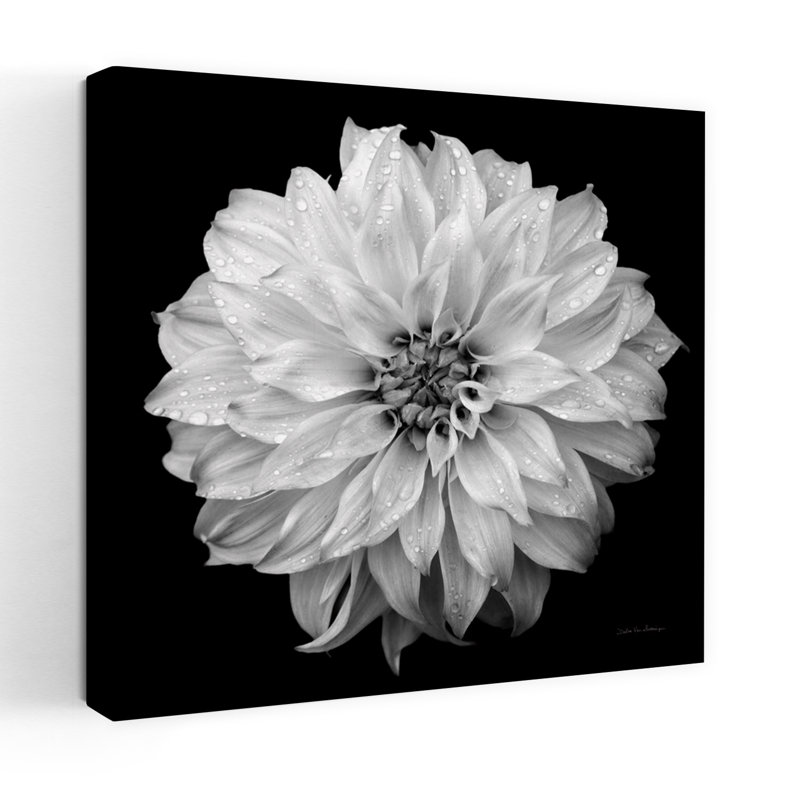 Dahlia iv contemporain avec art noir, noir et blanc, H 36 po x l 36 po
