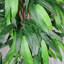 Anivea 120cm Faux Mango Tree in Pot