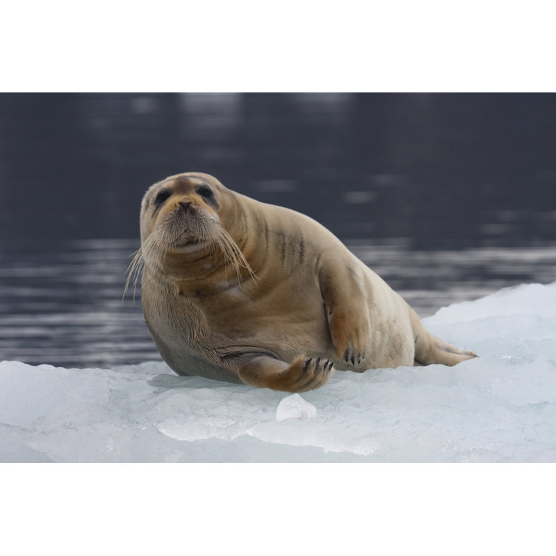 Leahny Bearded Seal Relaxing by Pum_eva - Wrapped Canvas Print, 30cm H x 46cm W x 3.8cm D
