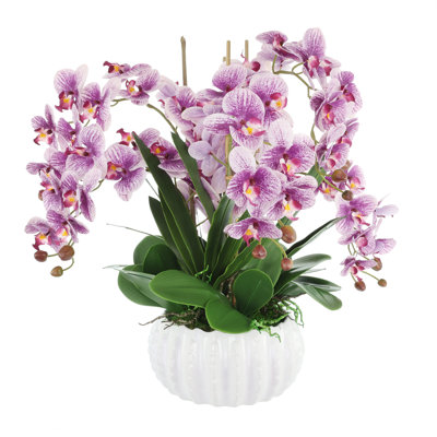 Orchidées mauves dans un pot décoratif en céramique