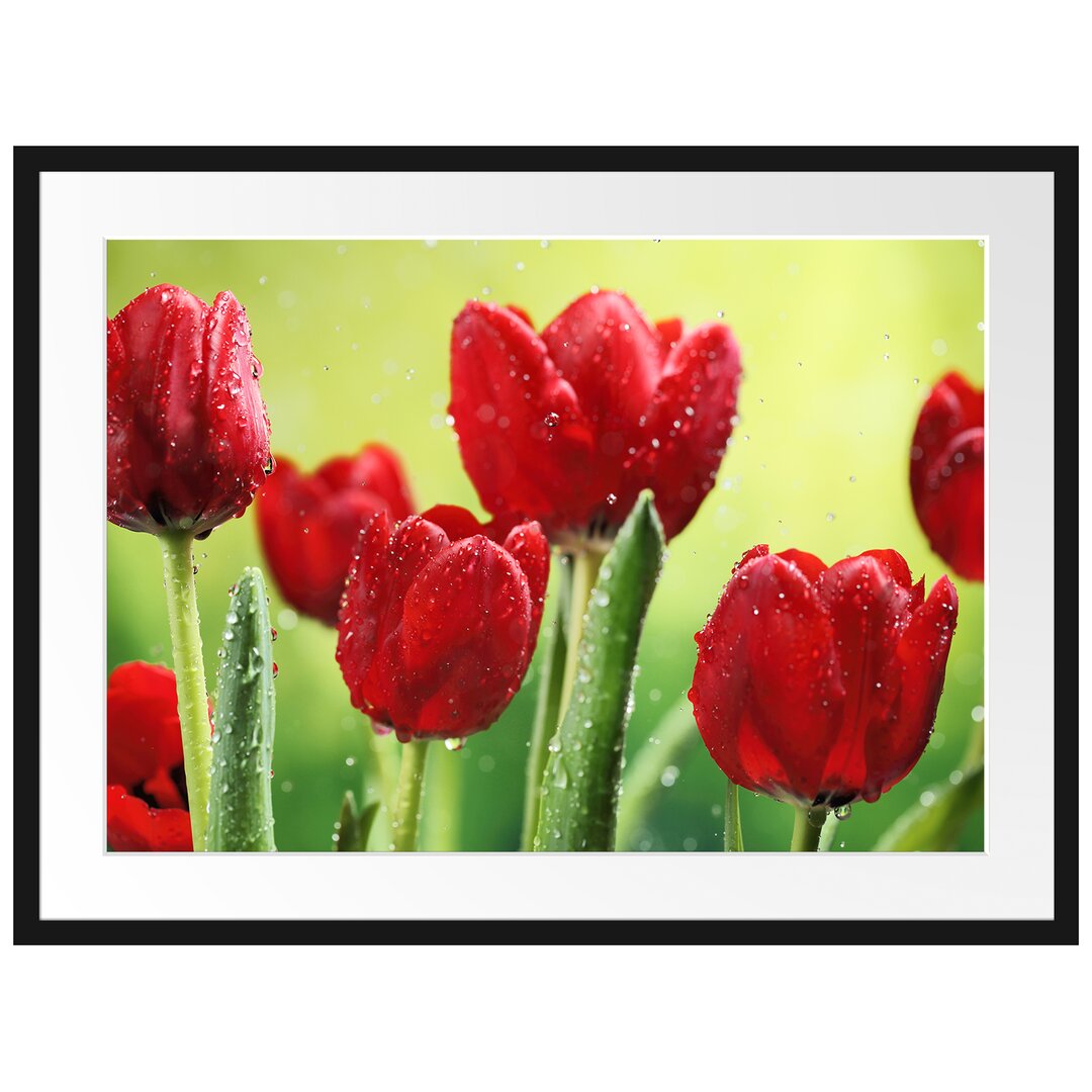 Gerahmtes Poster Rote Tulpen mit Tropfen bedeckt