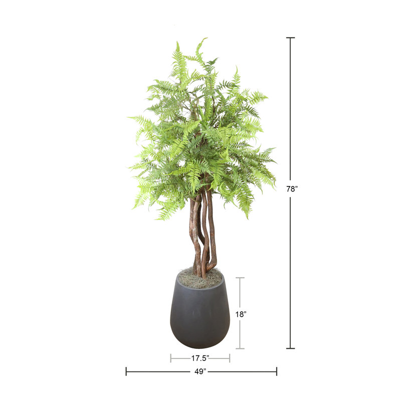 Mountain Fern Tree in Fiberstone Pot