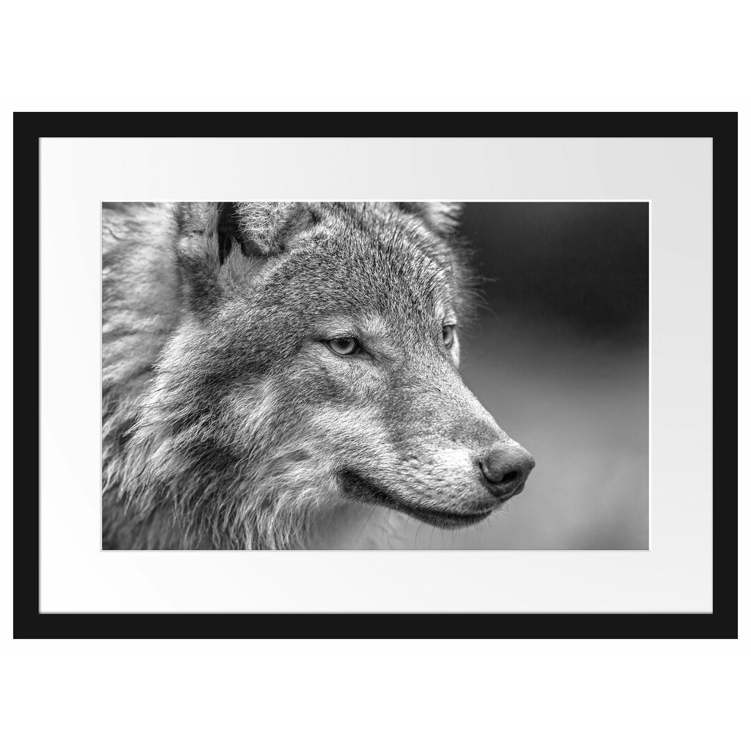 Gerahmtes Poster Des europäischen Wolfes