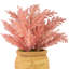 12 plantes