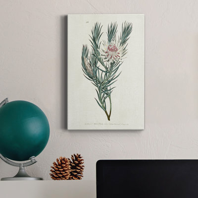 " Protea N33 "