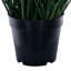 Citronnelle verte en pot 48 po-1398121245