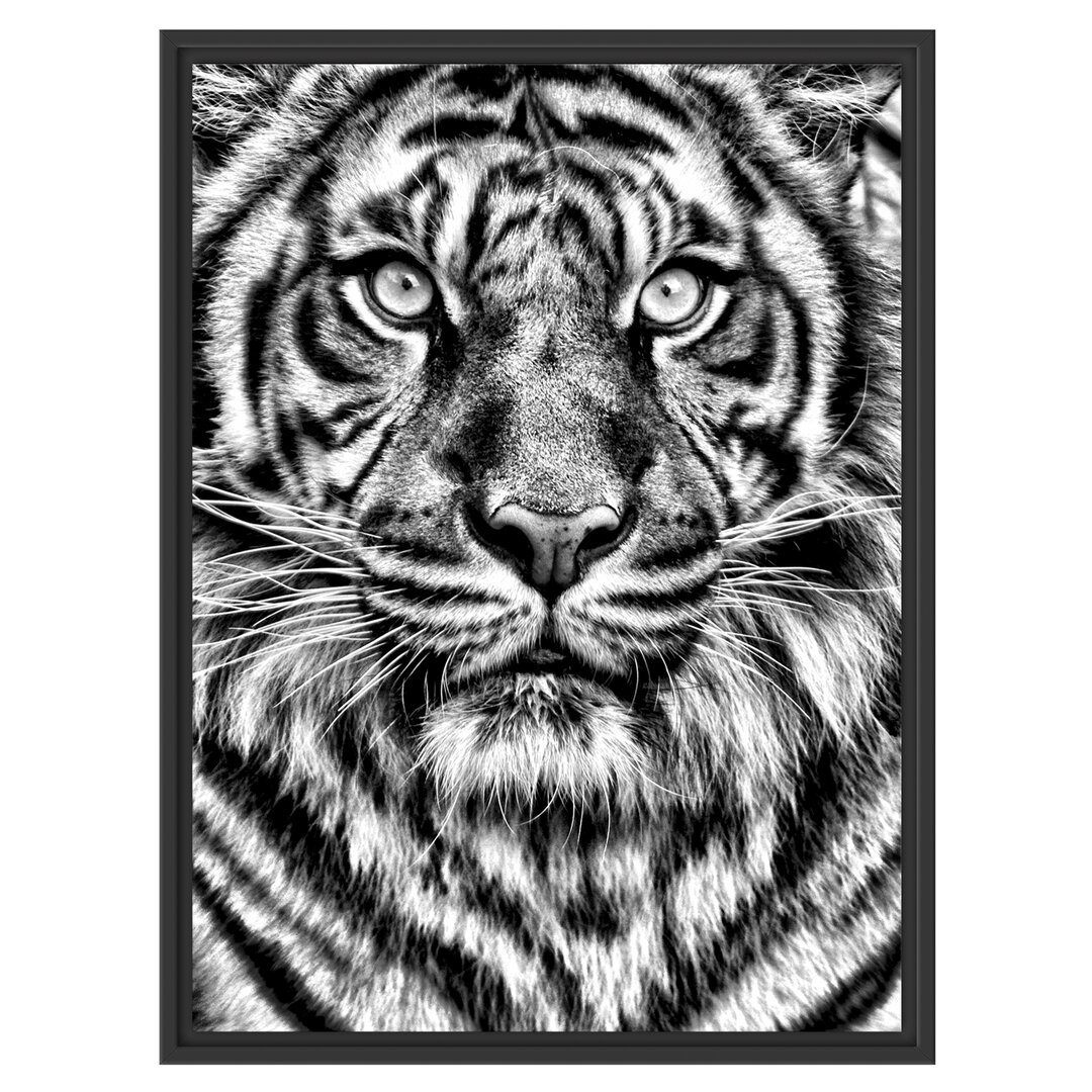 Gerahmtes Wandbild Aufmerksamer Tiger