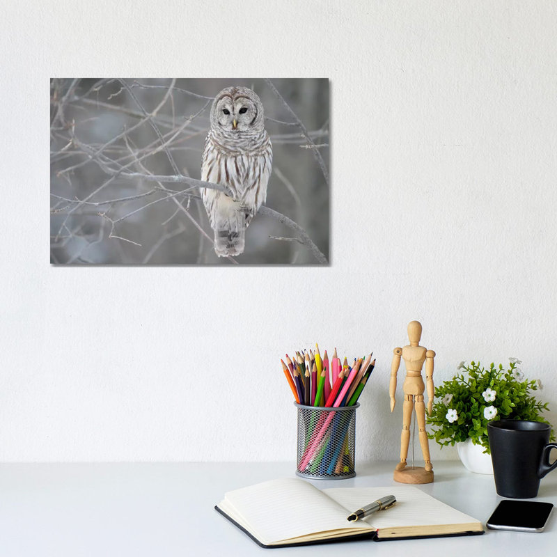 Barred Owl On Branches by Unknown Artist - Wrapped Canvas Gallery-Wrapped Canvas Giclée, 20.32 cm H x 30.48 cm W