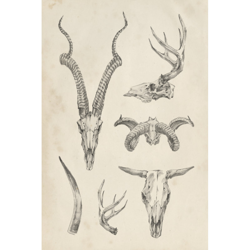 Skull and Antler Study I by Ethan Harper - Graphic Art Print, 122cm H x 81cm W, Wrapped Canvas