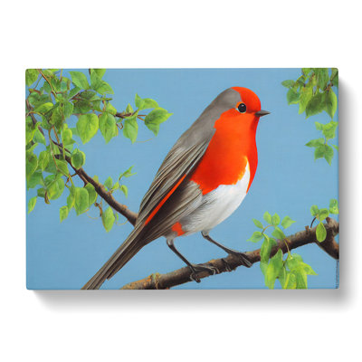 Superb Robin Bird - Wrapped Canvas
