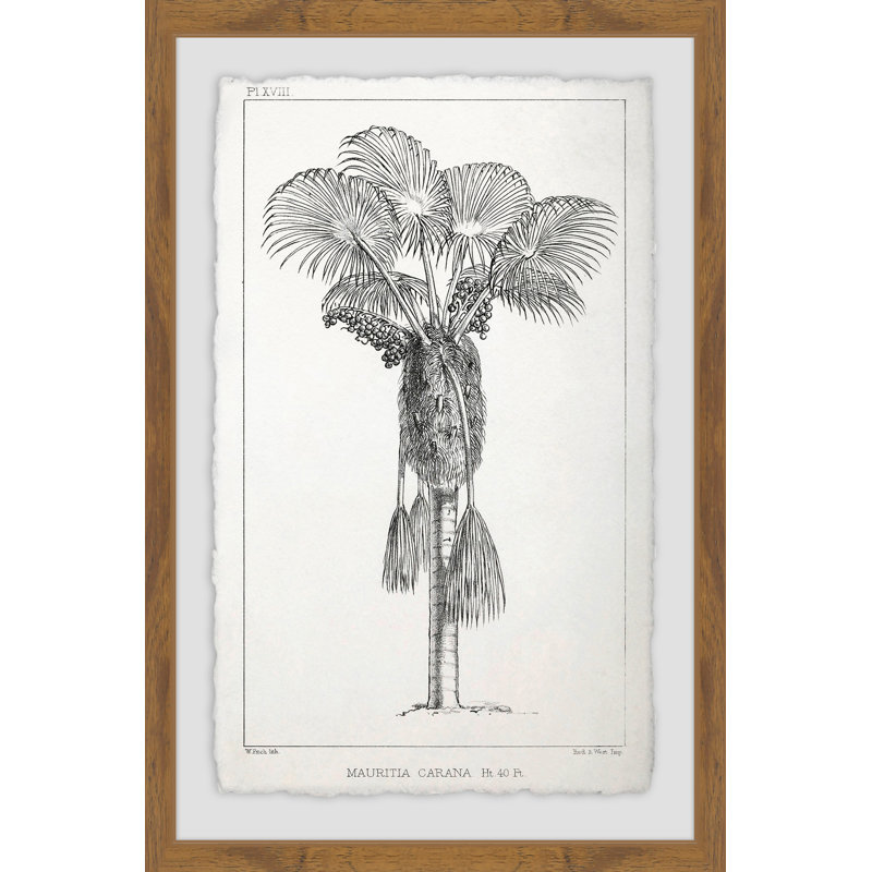 Palm Livistona - Single Picture Frame Print, 91 cm H x 61 cm W