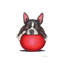 Boston Terrier by Danny Gordon - Wrapped Canvas Print-1472272818