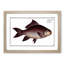 Fringed Carp Fish by M.E. Bloch - Picture Frame Painting Print-55577609-55577608