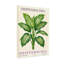 Plantes et fleurs, motif de feuilles vivaces tropicales, plante de Dieffenbachia-265594260