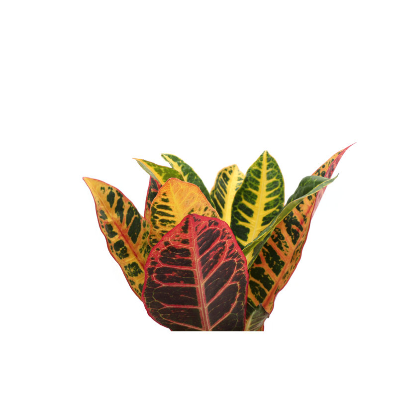 Live Petra Croton Plant, 6" H x 4" W x 4" D