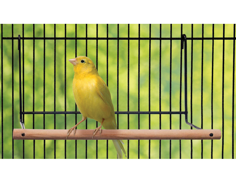 One-of-a-Kind 4'' Bird Perch for Inside Cage