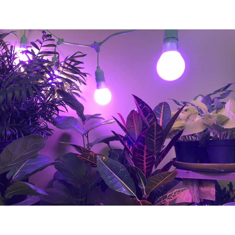 Miracle LED 3 Socket PLANT SURVIVAL  Grow Light, Red/Blue Spectrum