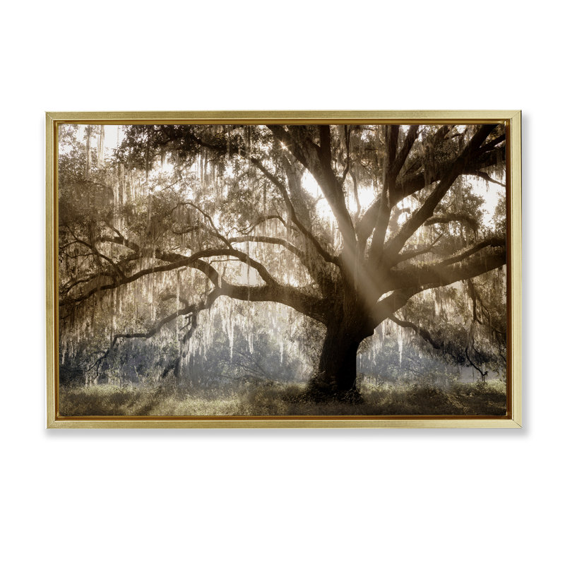  Sun Streak Through Tree Framed Floater Canvas by Danita Delimont, H 21 po x l 31 po, Doré