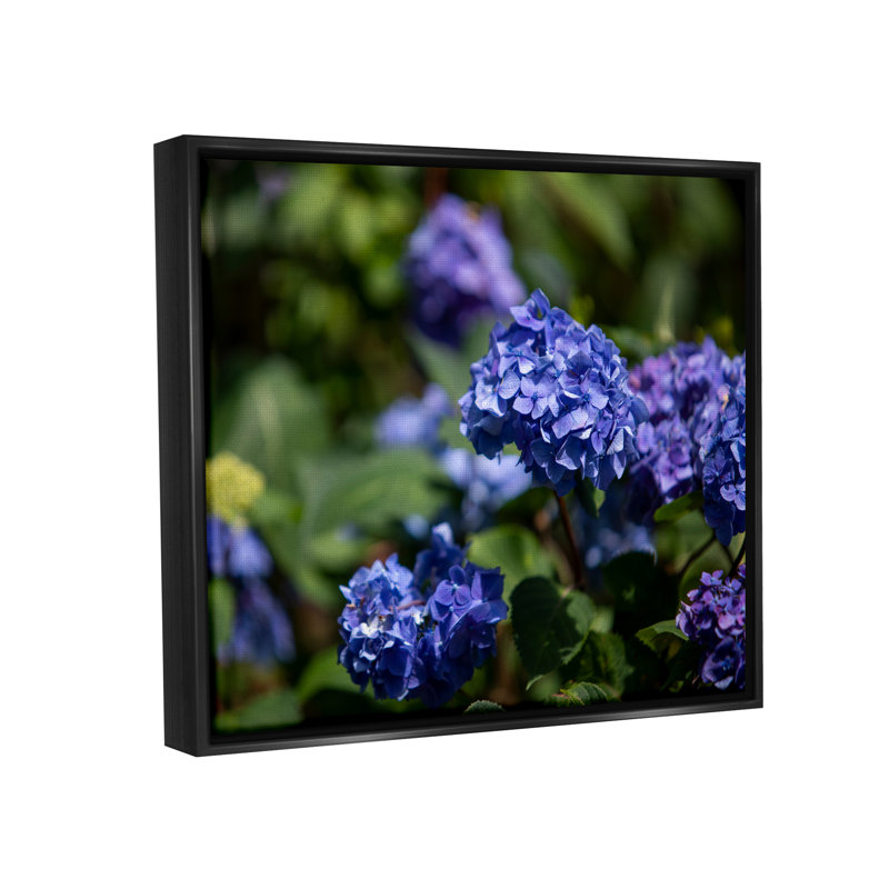 «Latitude Run® Hydrangea mauve, photographie encadrée sur toile flottante par Aaron Matheson, Cadre flottant noir de jais