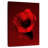 Dark Red Poppy-383953009