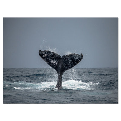 " Large Humpback Whale Tail "