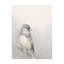 Sketch Bird Print by Sara Brown-26762305-26762312