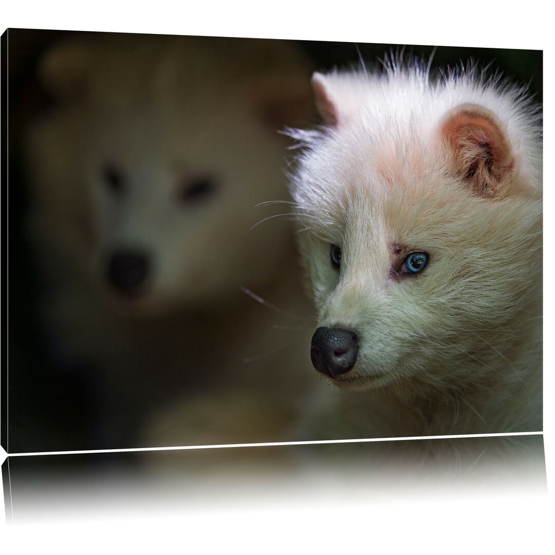 Leinwandbild Polarfuchs in Höhle