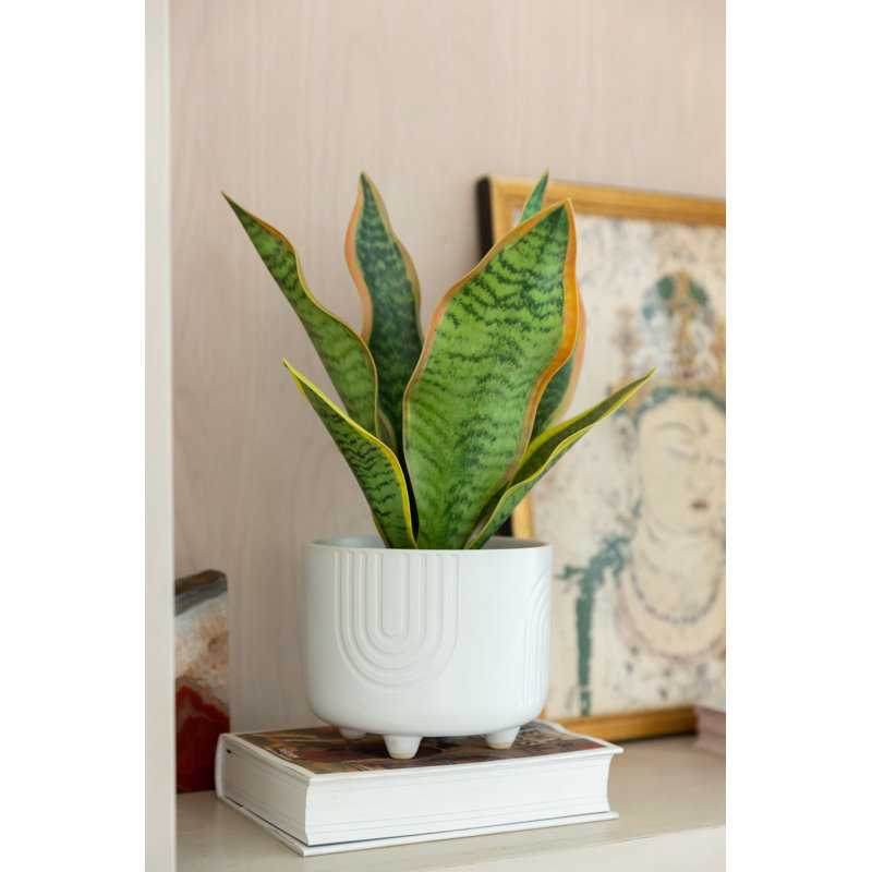 Ensemble de pots à fleurs en céramique 2 pièces Martha, Blanc