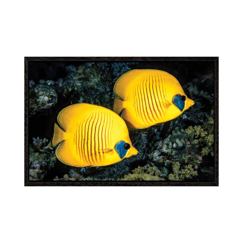 A Masked Butterflyfish, Chaetodon Semilarvatus, Also Known As The Blue-Cheeked Butterflyfish by David Fleetham - Gallery-Wrapped Canvas Giclée on Canvas