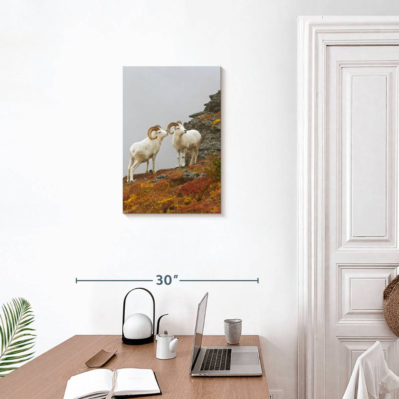 Mouflon blanc, H 24 po x l 16 po