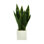 Classic Snake Plant in Fiberstone Pot