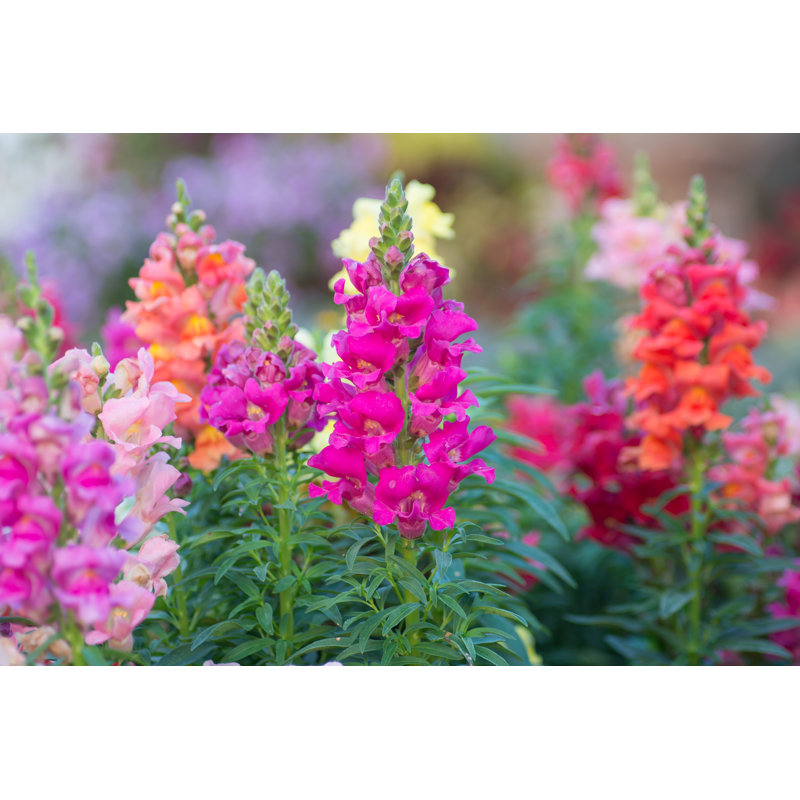 Snap Dragon (Antirrhinum Majus) by Joloei - Wrapped Canvas Print, 12"H x 18"W