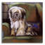 Tibetan Terrier par Barbara Keith - impression non encadrée-1566828067