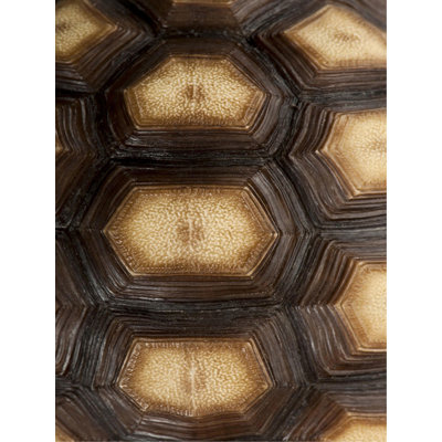 Carapaced Motif III Print by Austin Beiv
