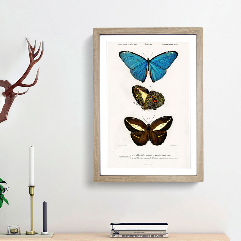 Butterfly Illustrations PL. 6 by Charles d' Orbigny - Framed Print, 48cm H x 36cm W x 2cm D, Oak Framed