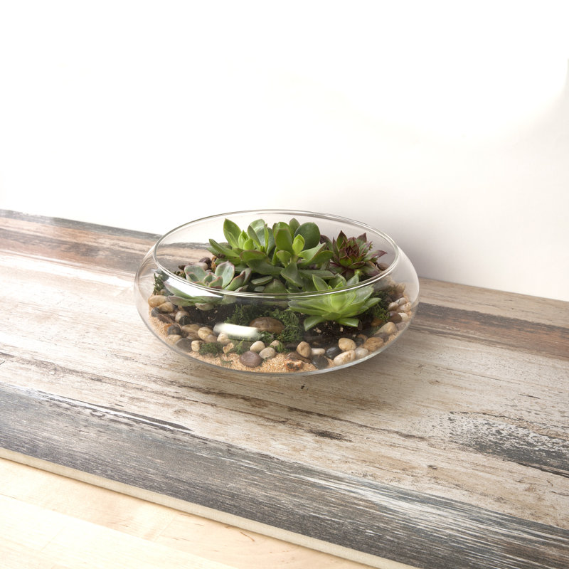 Barnett Glass Terrarium